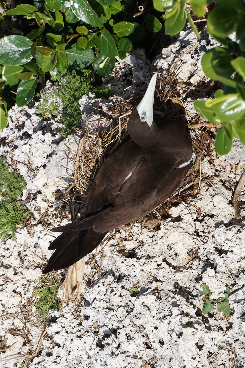 Brown Booby - ML614430946