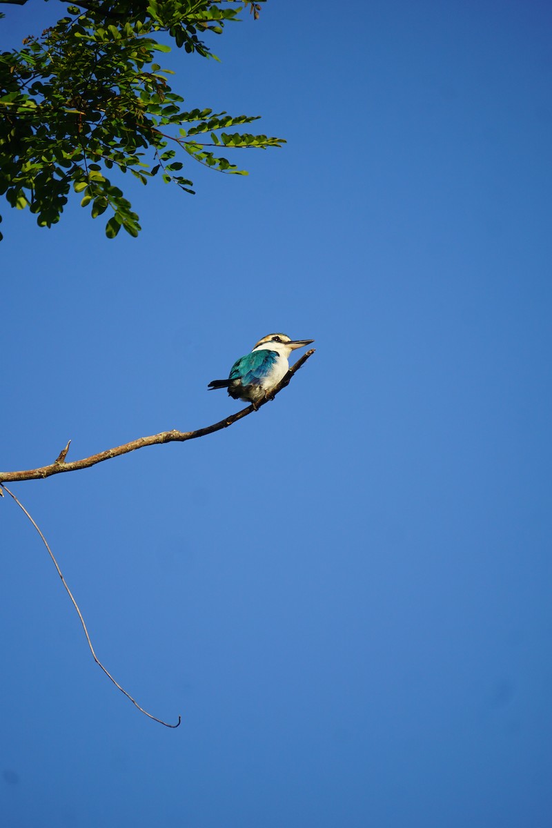 Pacific Kingfisher - Ulises Cabrera Miranda