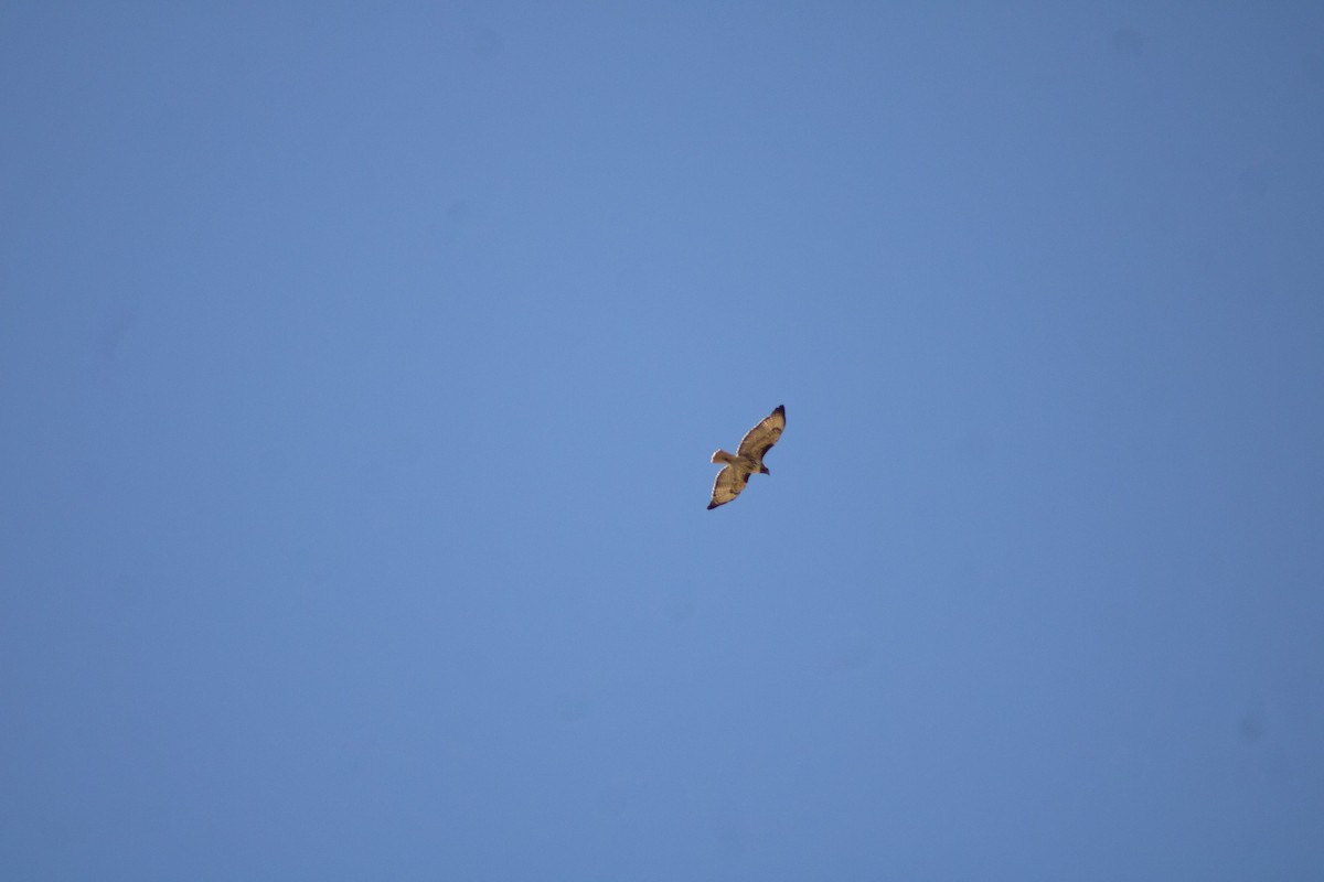 Red-tailed Hawk - ML614431065