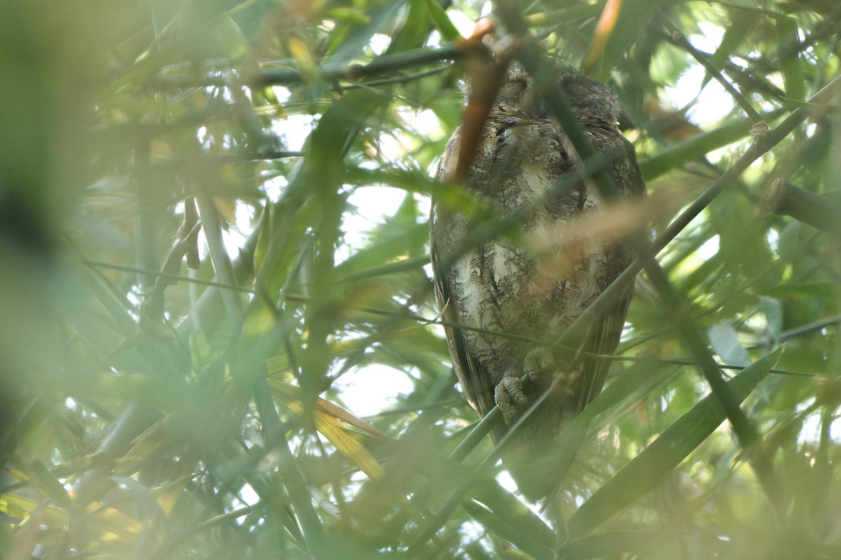 Oriental Scops-Owl (Oriental) - Sam Hambly