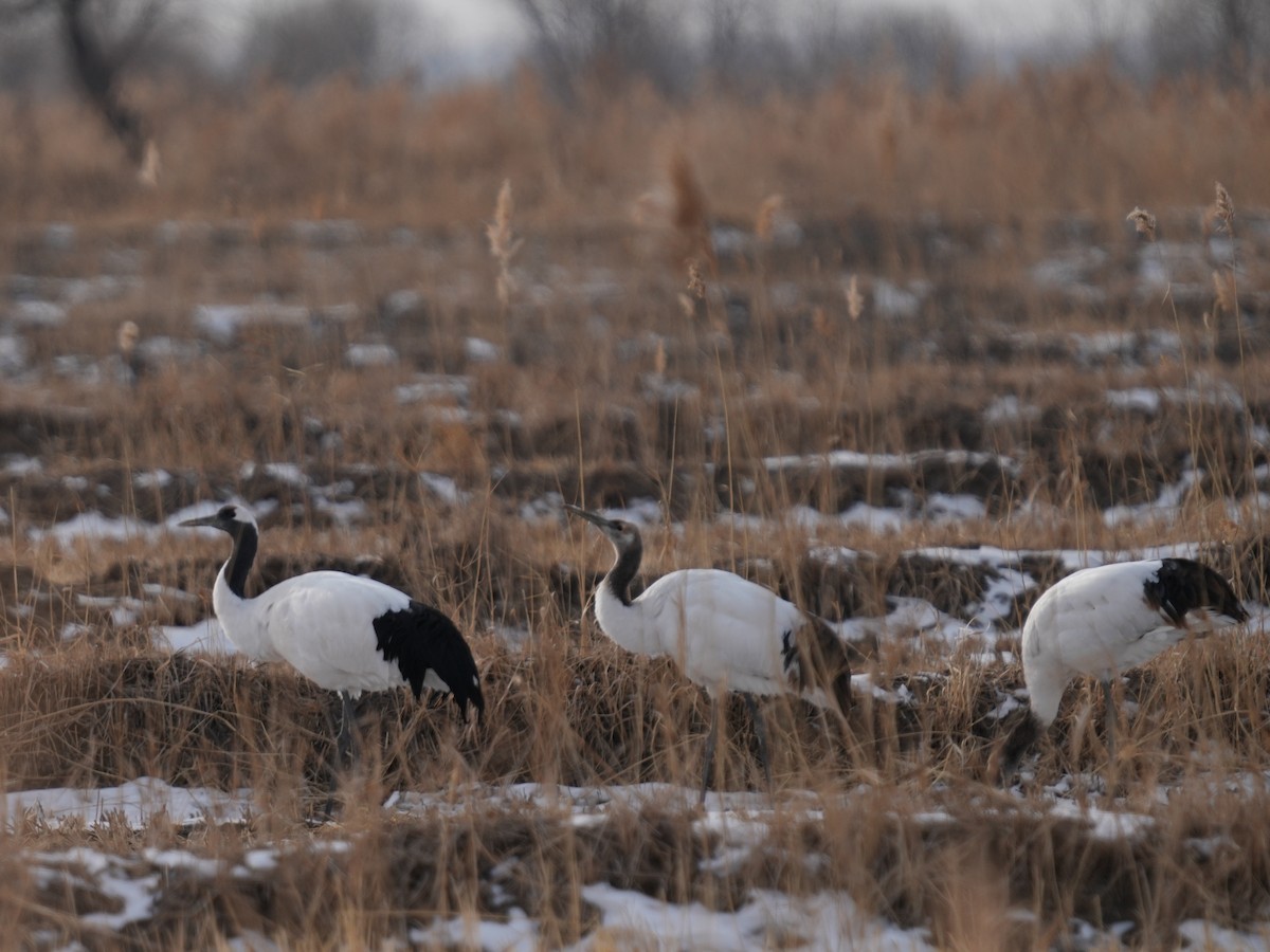 Red-crowned Crane - ML614431798