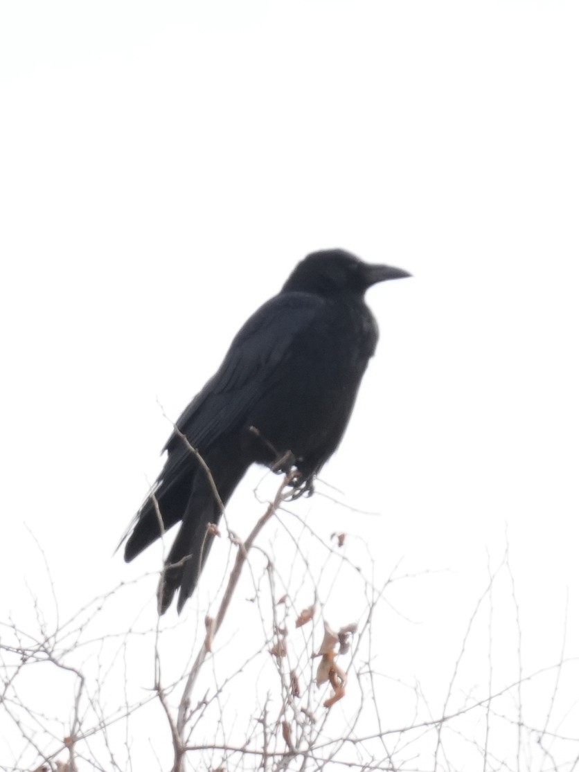 Carrion Crow - ML614431801