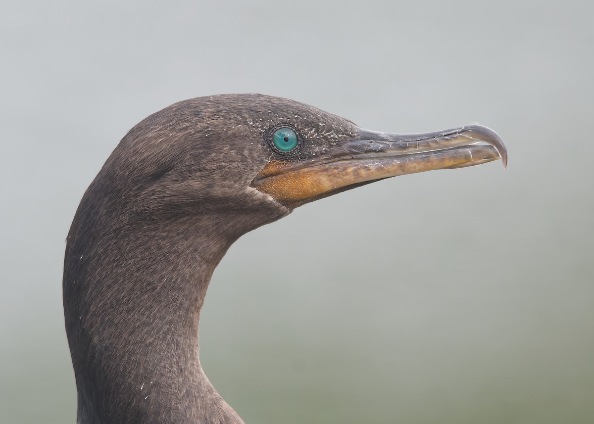 Neotropic Cormorant - Michiel Oversteegen