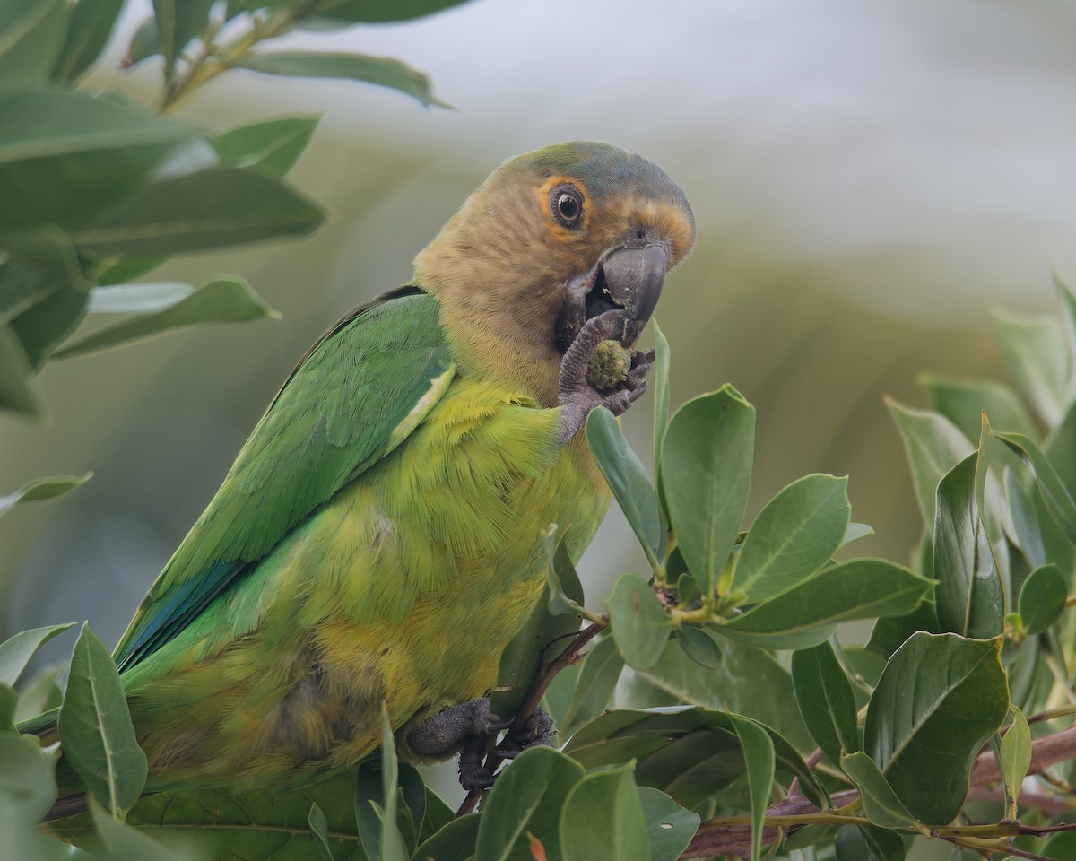Brown-throated Parakeet - Michiel Oversteegen