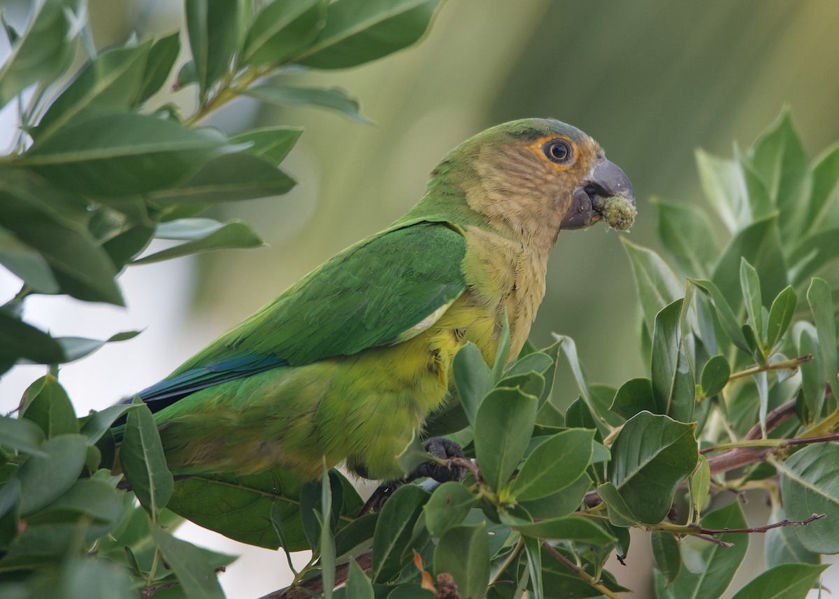 Brown-throated Parakeet - ML614431860