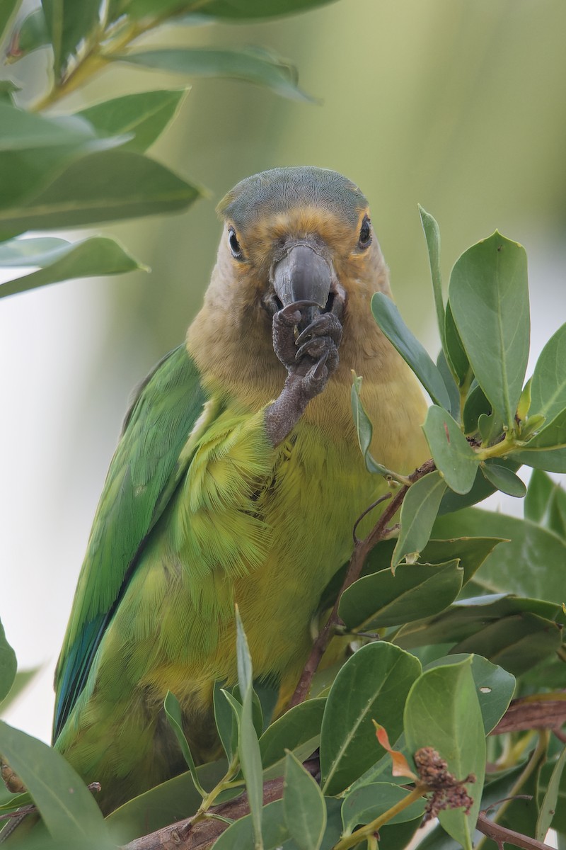 Brown-throated Parakeet - ML614431861