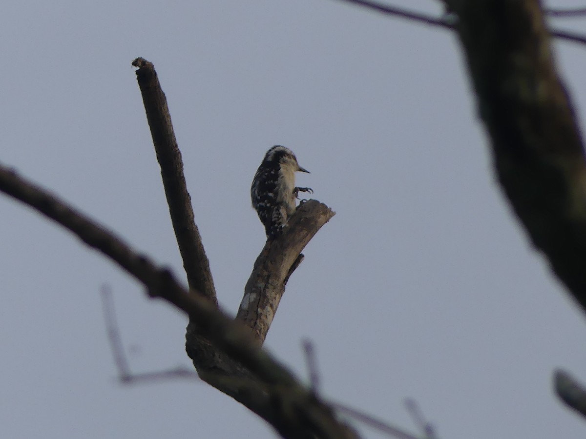 Brown-capped Pygmy Woodpecker - ML614431894