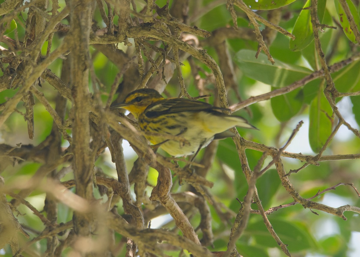 Cape May Warbler - ML614431896