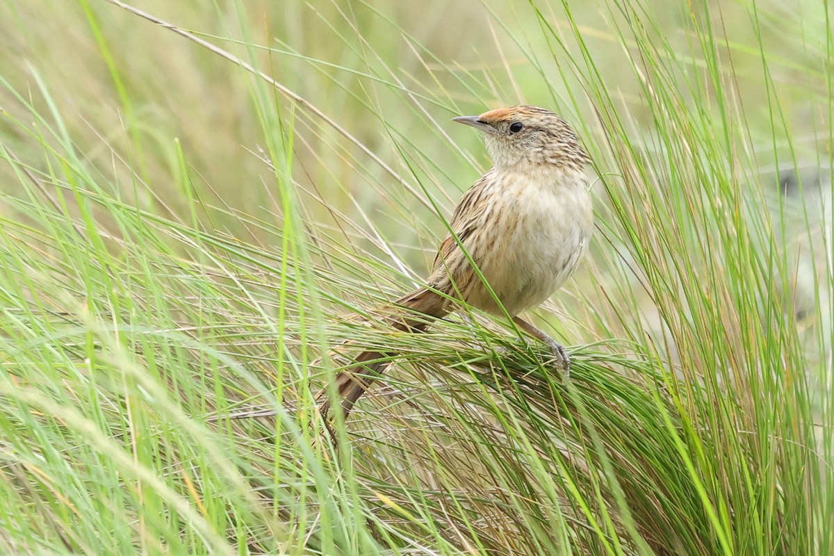 Scribble-tailed Canastero - Daniel Engelbrecht - Birding Ecotours
