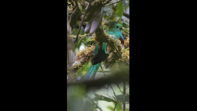 Quetzal Guatemalteco - ML614432150