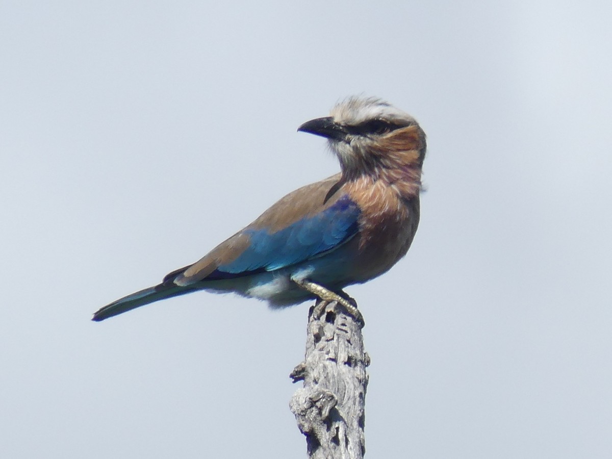 Lilac-breasted Roller (Lilac-breasted) - ML614432360