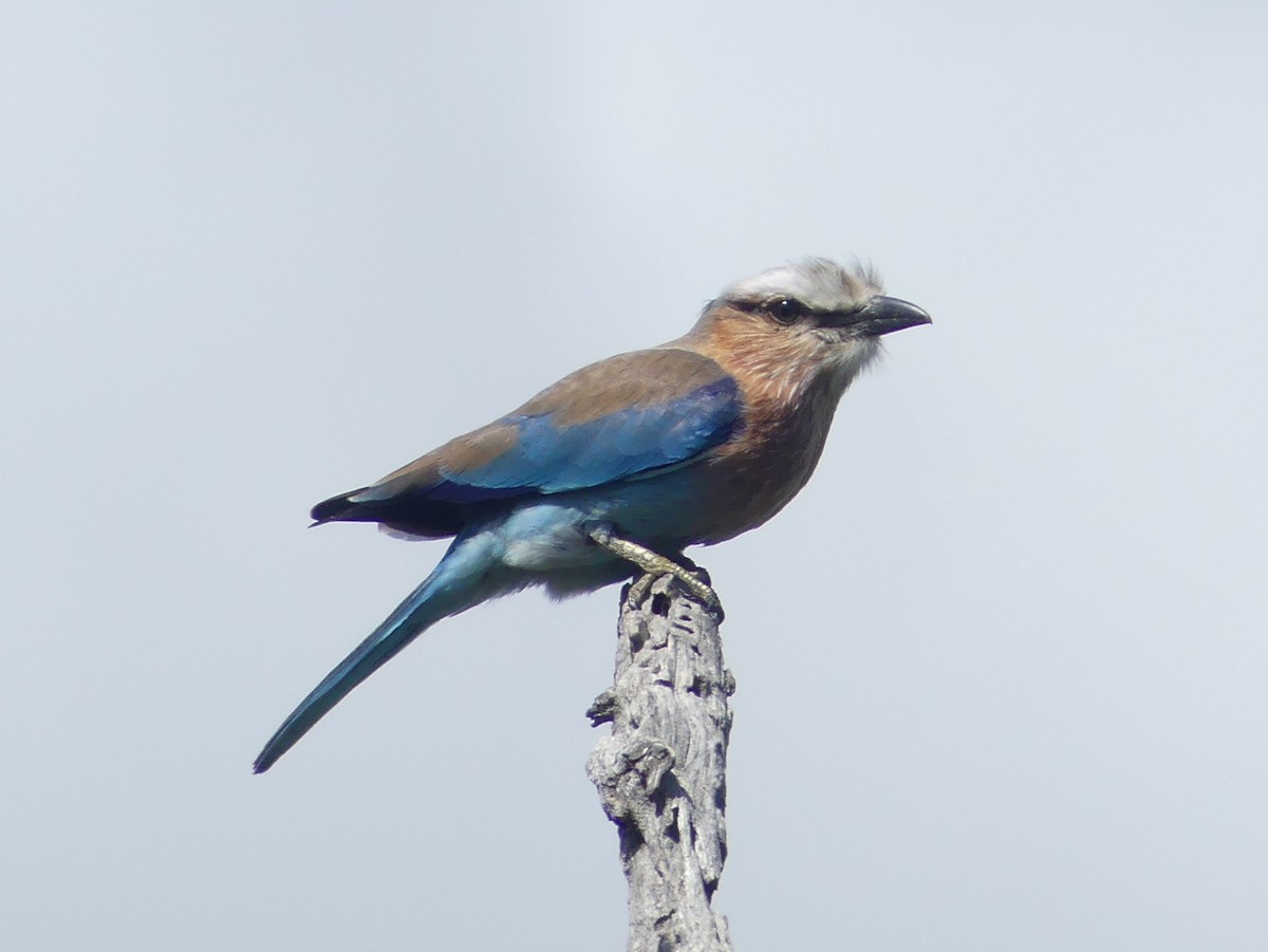 Lilac-breasted Roller (Lilac-breasted) - ML614432361