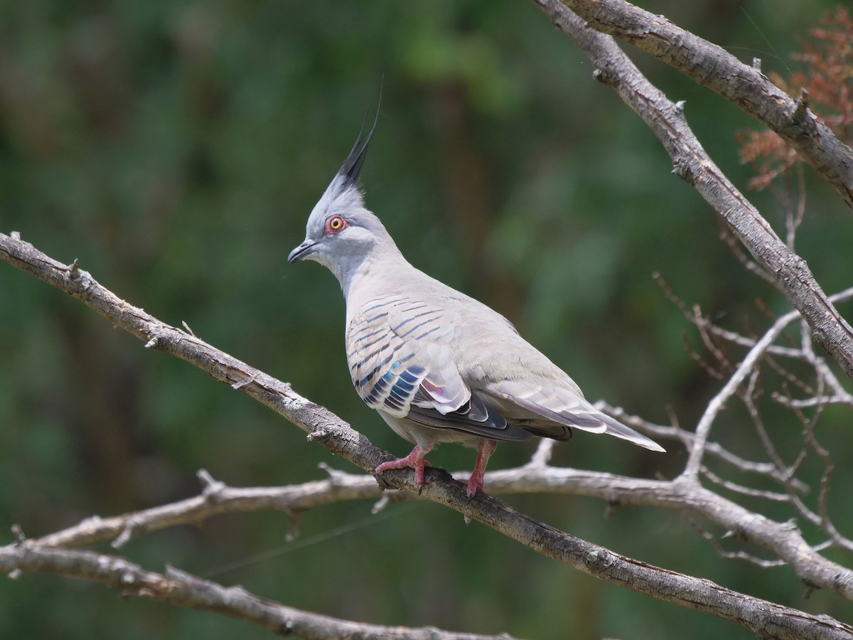 Crested Pigeon - ML614432420