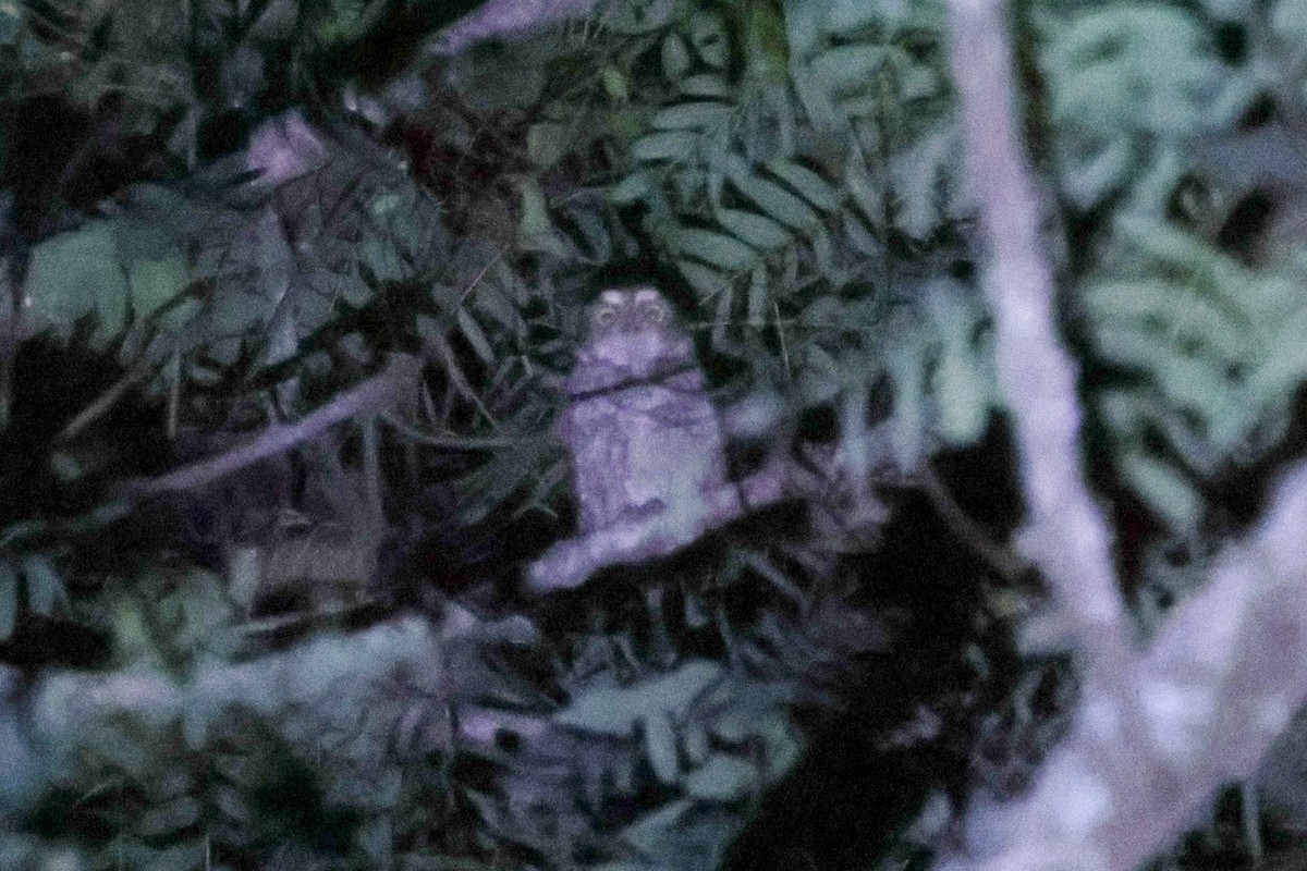 Montane Forest Screech-Owl - ML614432814