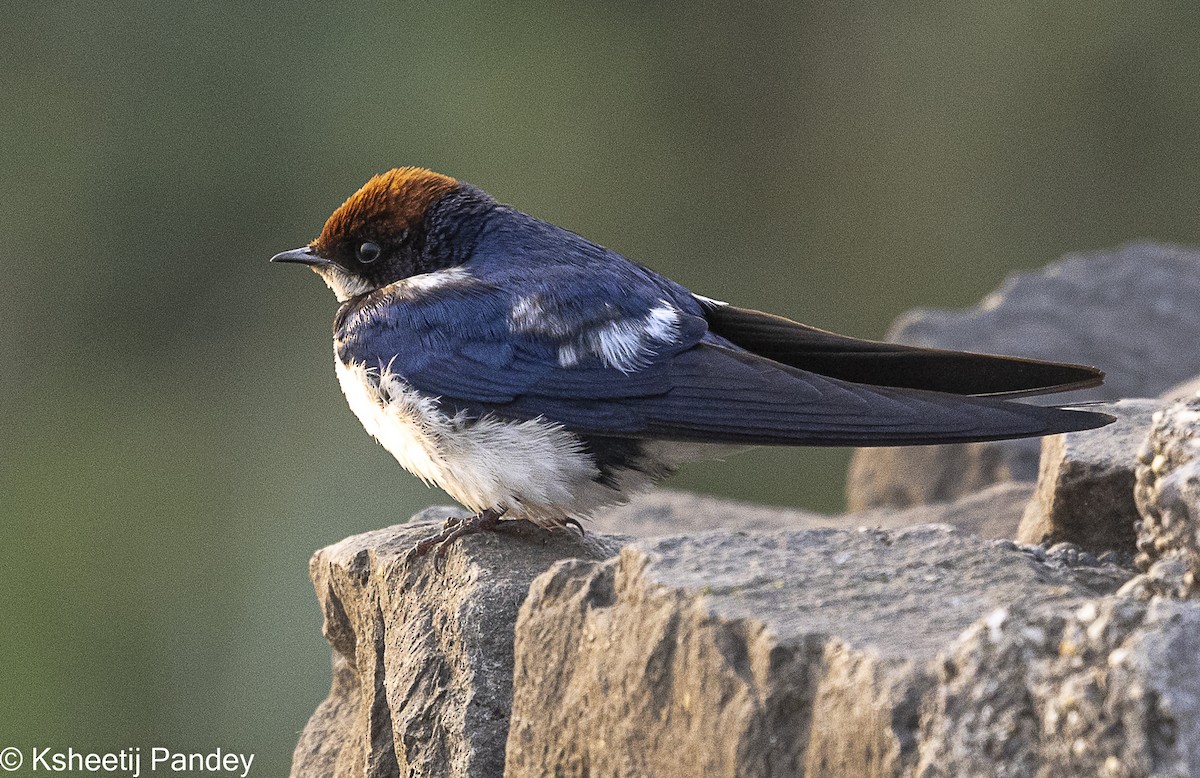 Wire-tailed Swallow - ML614433055