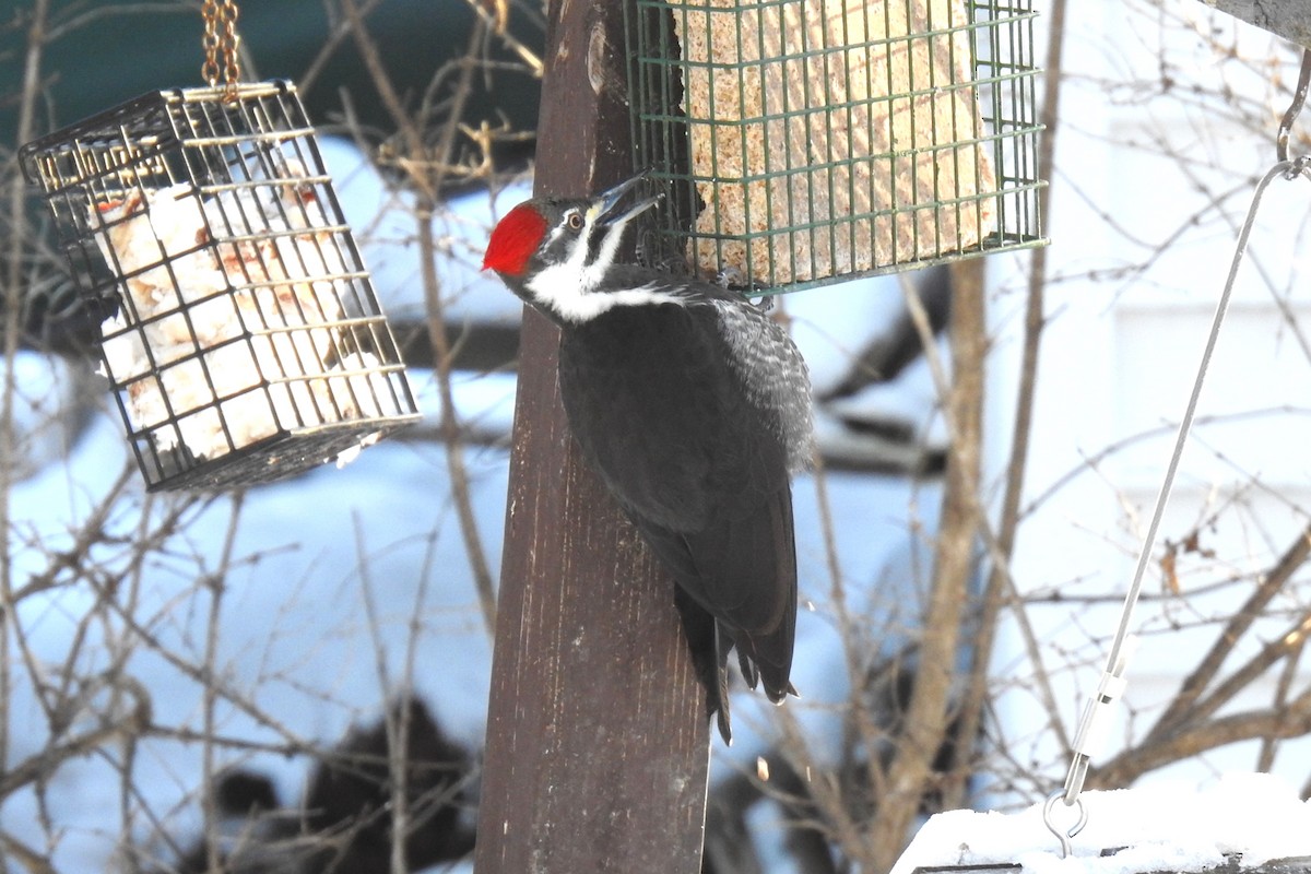 Pileated Woodpecker - Steve Mierzykowski