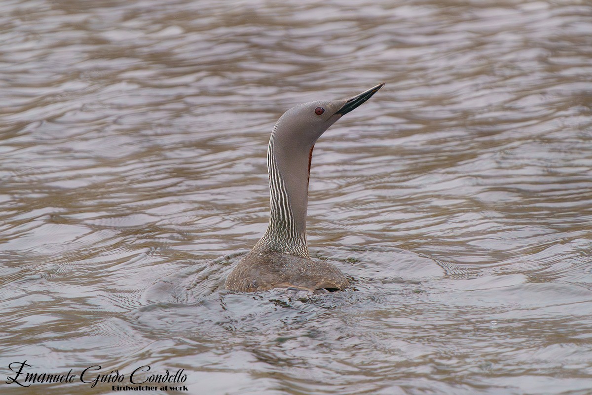 Red-throated Loon - Emanuele Guido Condello
