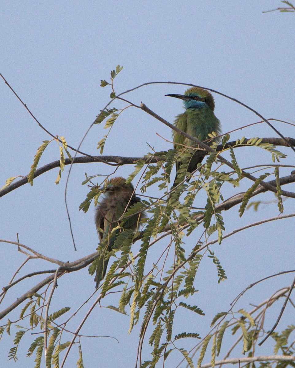 Arabian Green Bee-eater - ML614433387