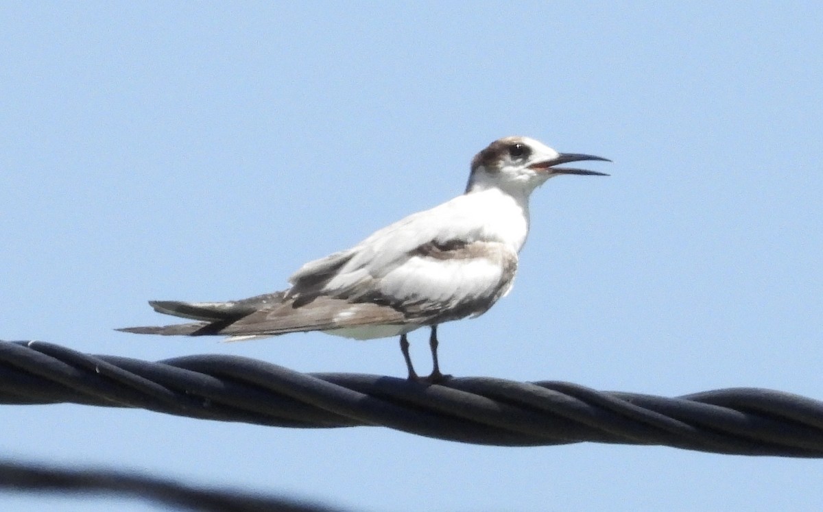 Common Tern - John Lee