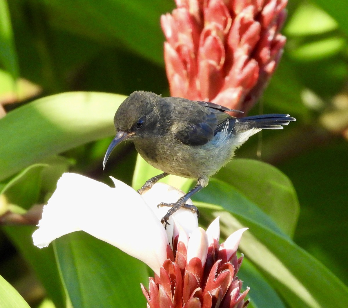 Seychelles Sunbird - ML614433500
