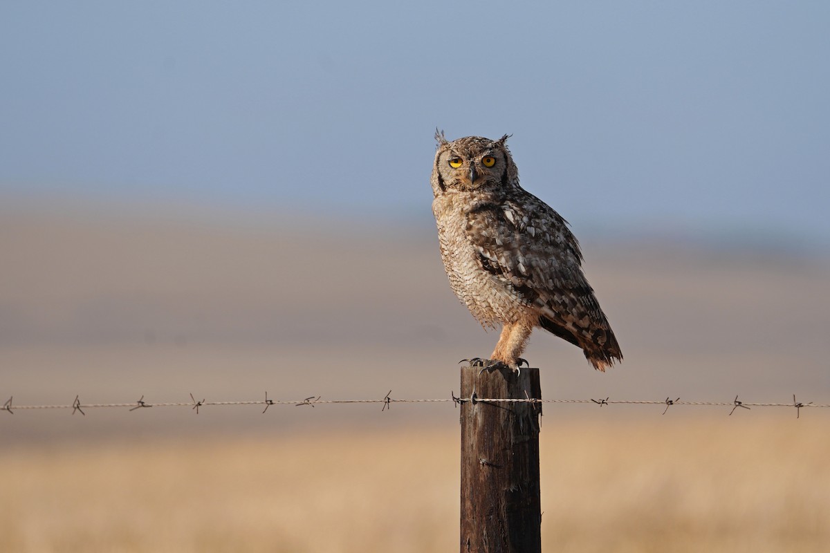 Spotted Eagle-Owl - Dave Rimmer