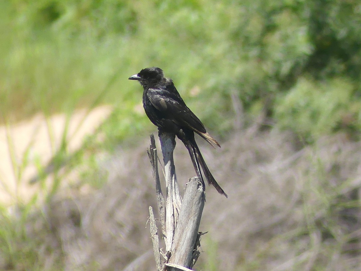 Fork-tailed Drongo - Peter Yendle