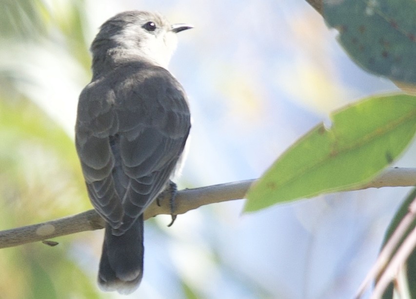 Black-eared Cuckoo - Zebedee Muller