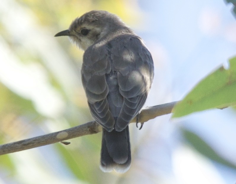 Black-eared Cuckoo - Zebedee Muller