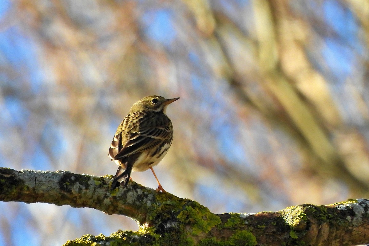 Meadow Pipit - ML614433956