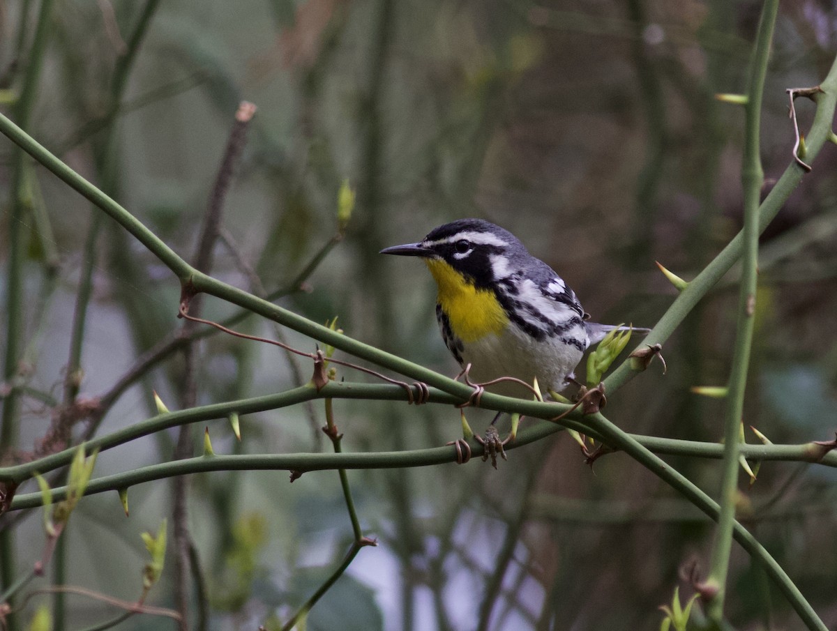 Yellow-throated Warbler - Brian Quindlen