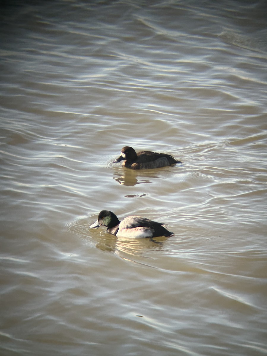 Greater Scaup - ML614434330
