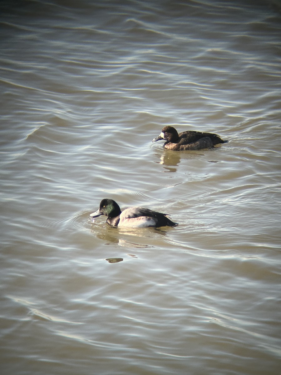 Greater Scaup - ML614434331
