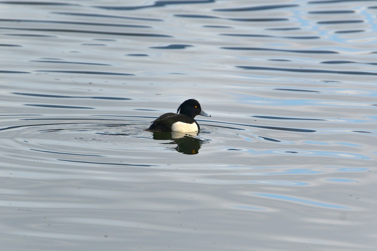 Tufted Duck - ML614434406