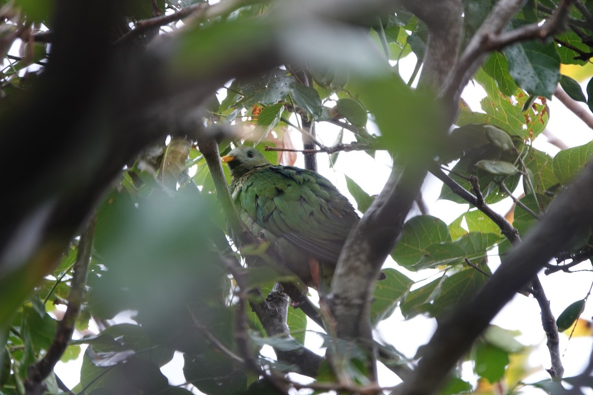 eBird Taiwan Checklist - 5 Feb 2024 - 新竹濱海IBA--香山紅樹林公園(Hsinchu Coast ...