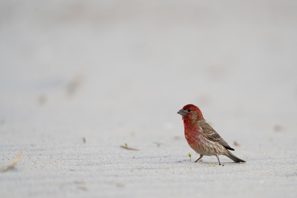 House Finch - Alicia Ambers