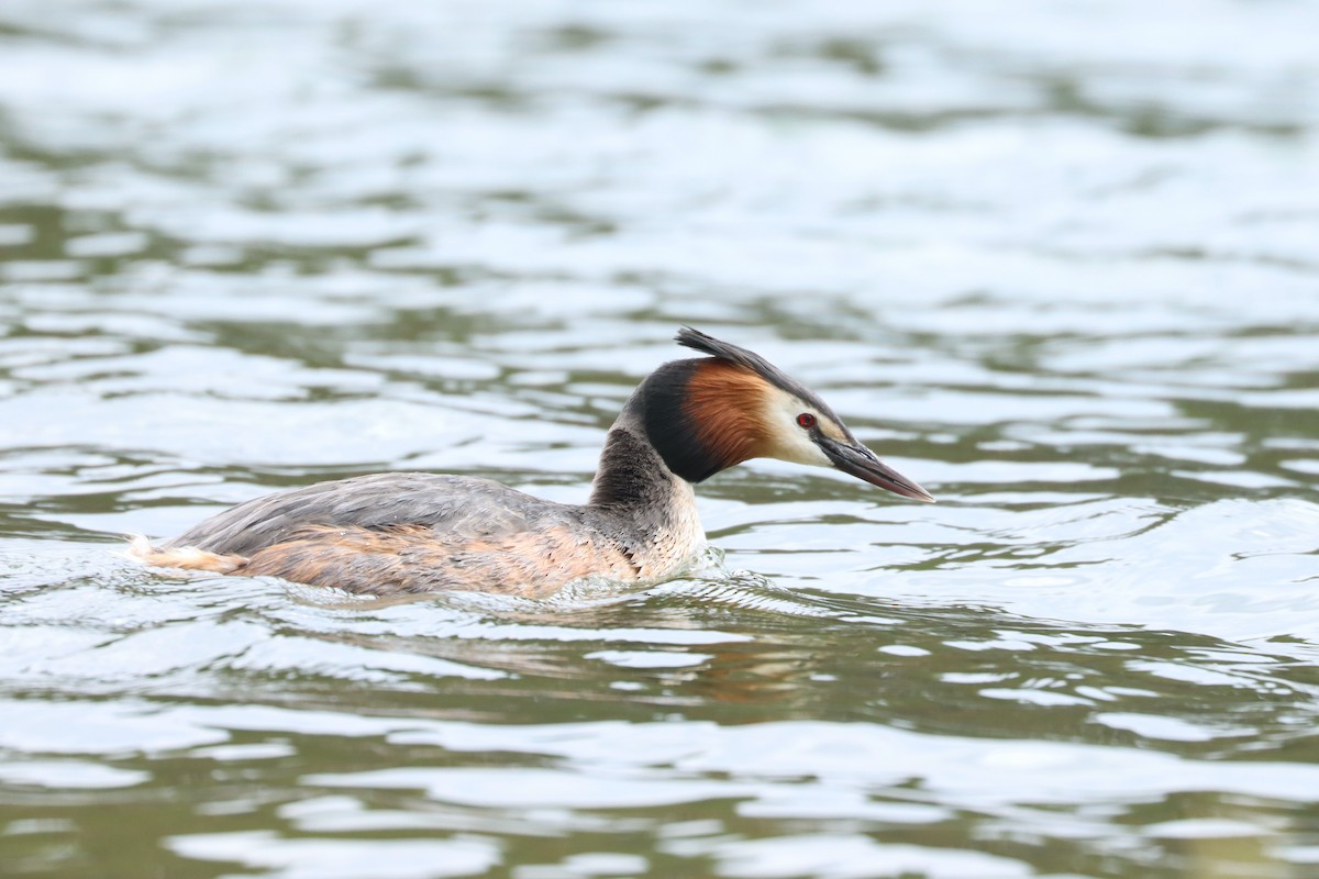 Great Crested Grebe - ML614436617