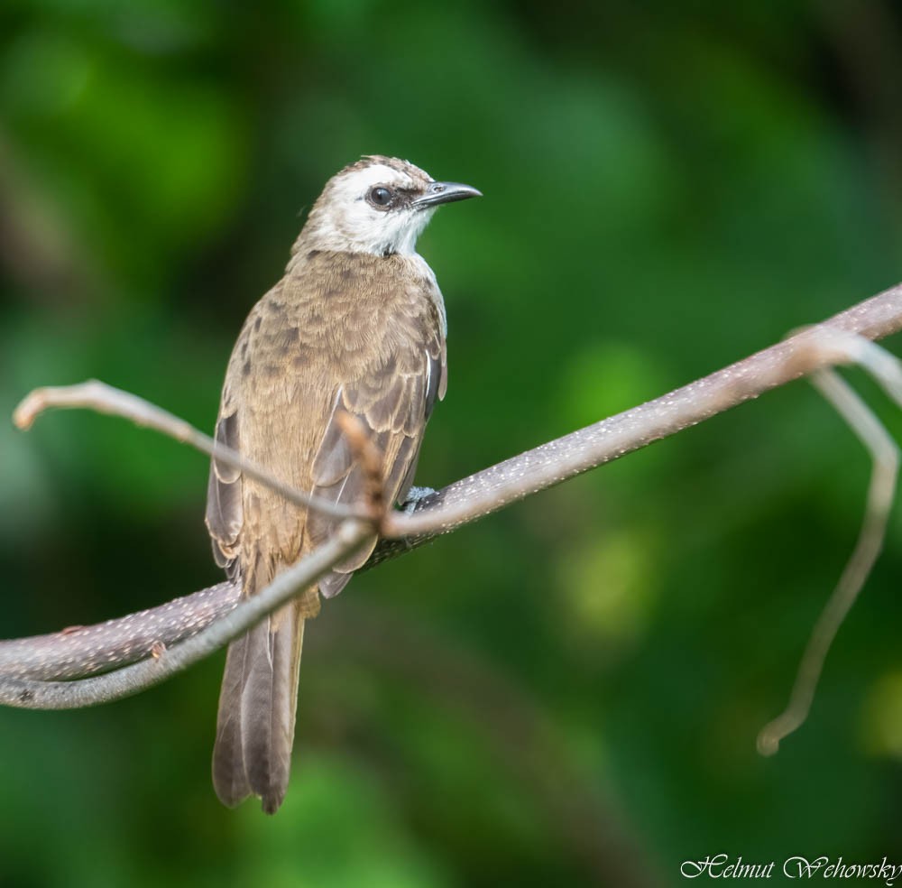 Yellow-vented Bulbul - Helmut Wehowsky