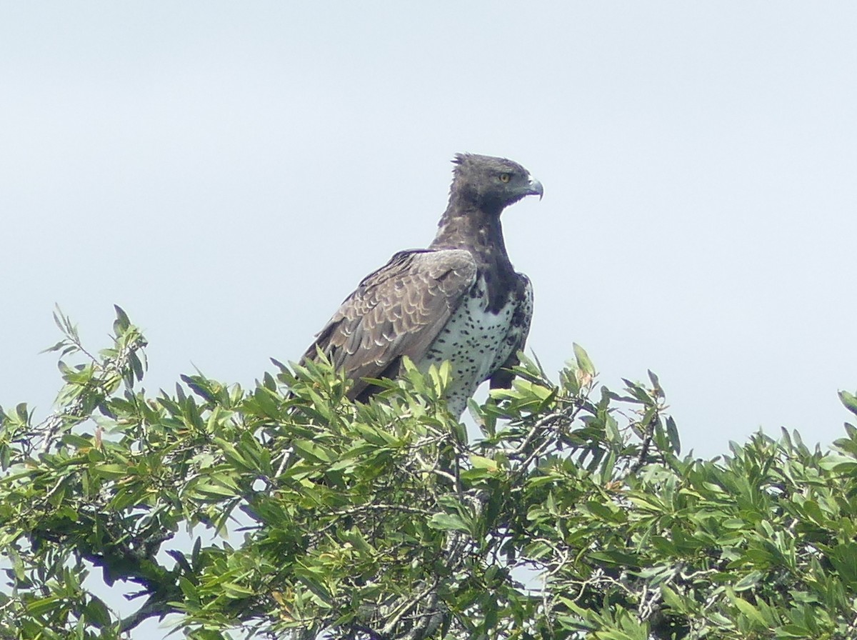 Martial Eagle - Peter Yendle
