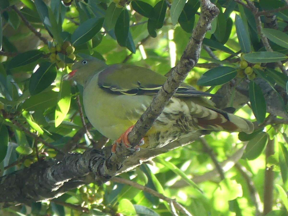 African Green-Pigeon (Gray-breasted) - ML614436896