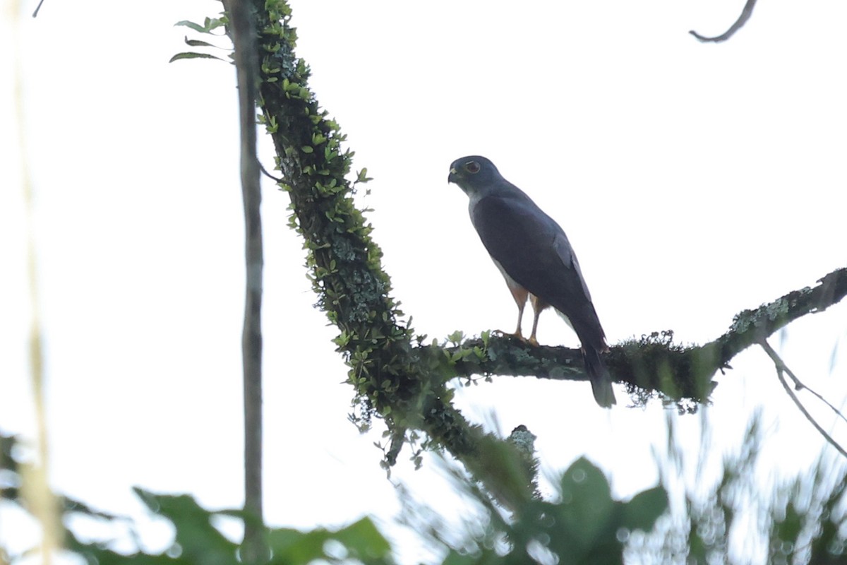 Rufous-thighed Kite - Daniel Engelbrecht - Birding Ecotours
