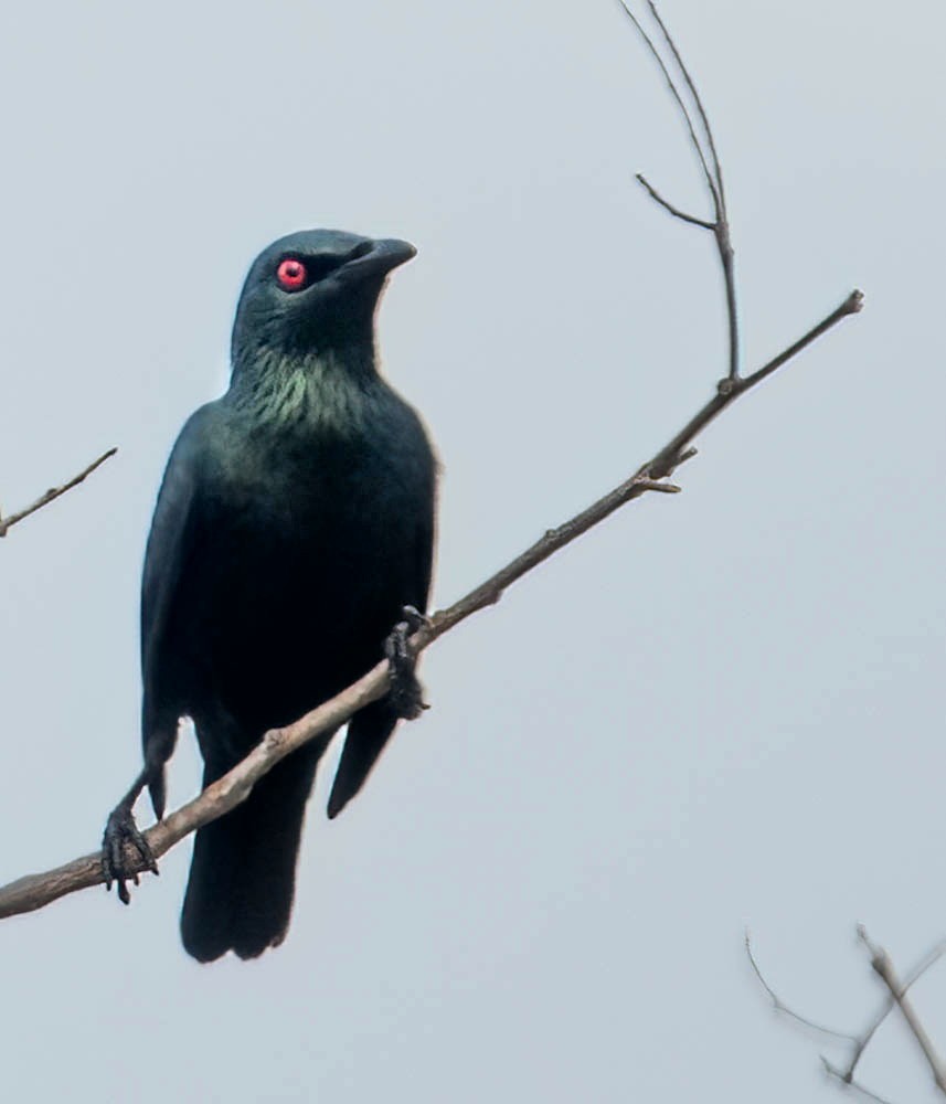 Asian Glossy Starling - Helmut Wehowsky