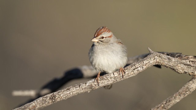 Rufous-winged Sparrow - ML614437923
