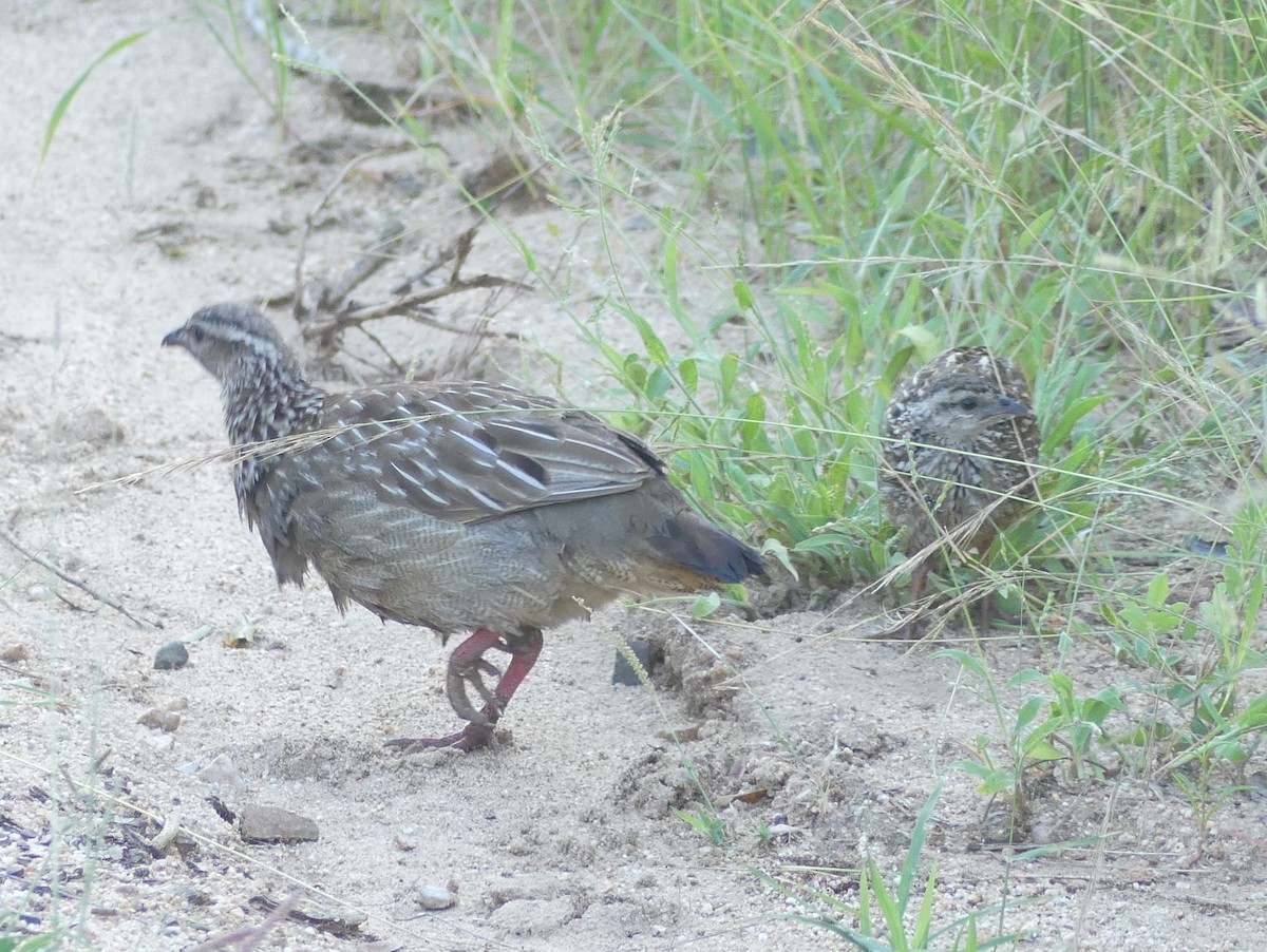 Crested Francolin (Crested) - Peter Yendle