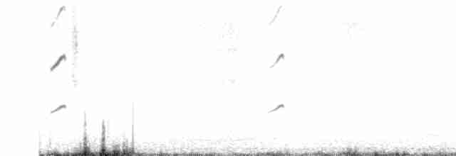 Magellanic Oystercatcher - ML614438742