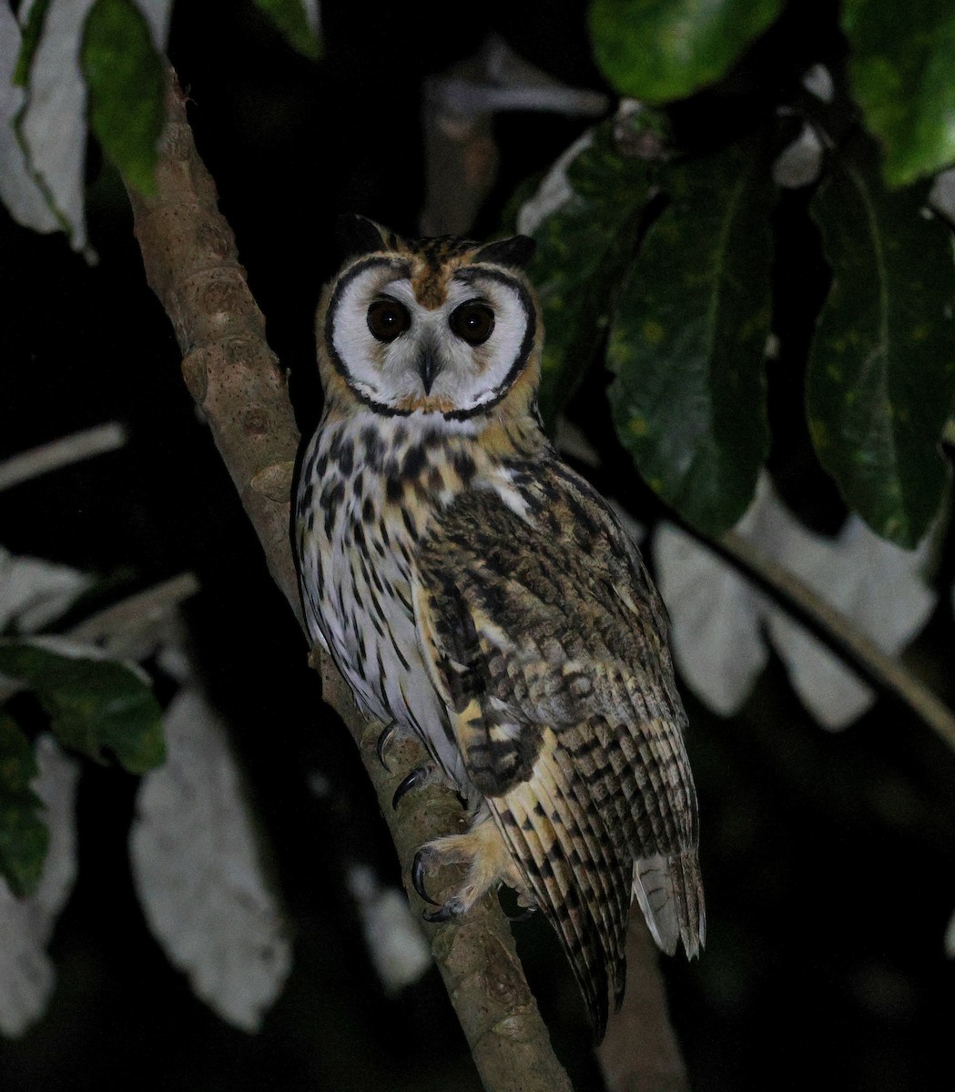 Striped Owl - Miguel Podas