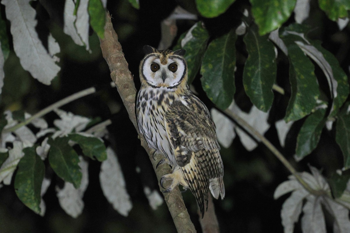 Striped Owl - Miguel Podas