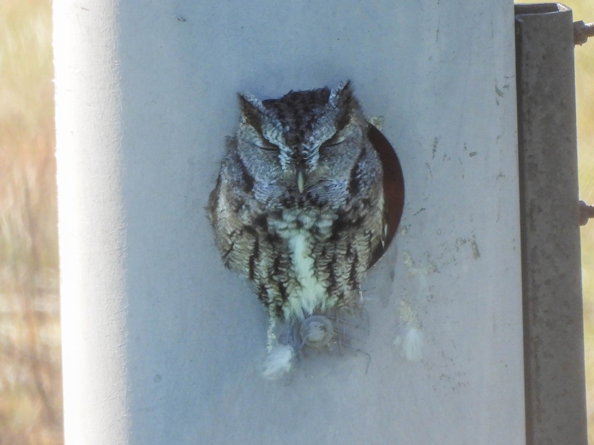 Eastern Screech-Owl - ML614439182