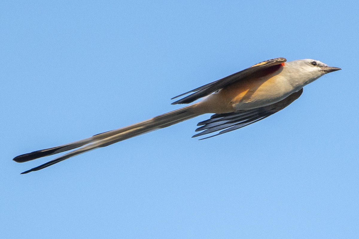 Scissor-tailed Flycatcher - ML614439241