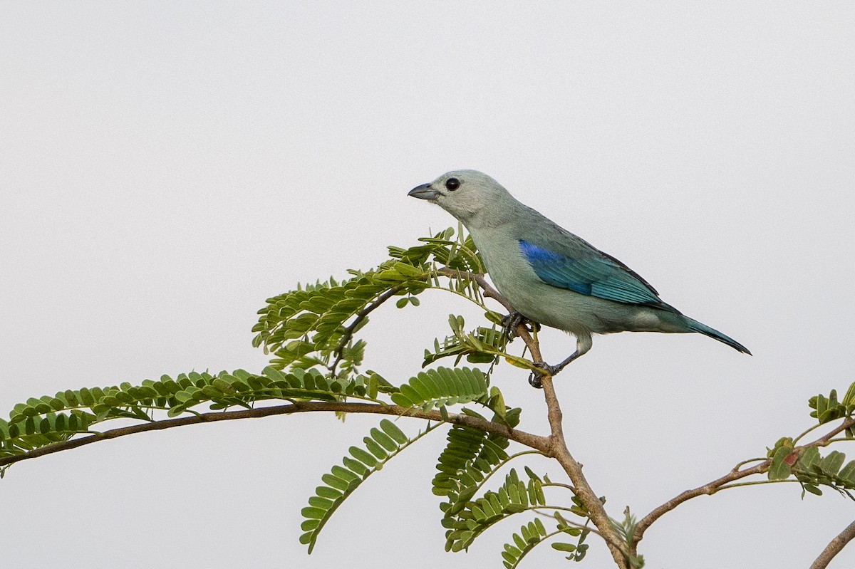 Blue-gray Tanager - ML614439252