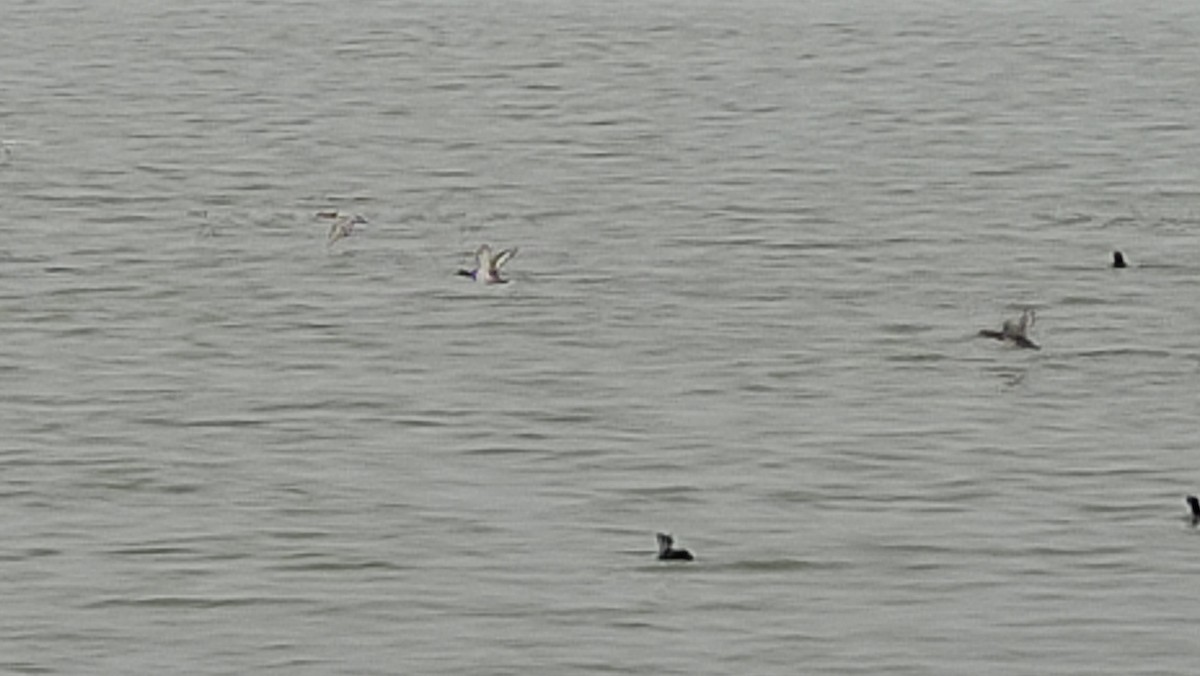 Greater Scaup - ML614439452
